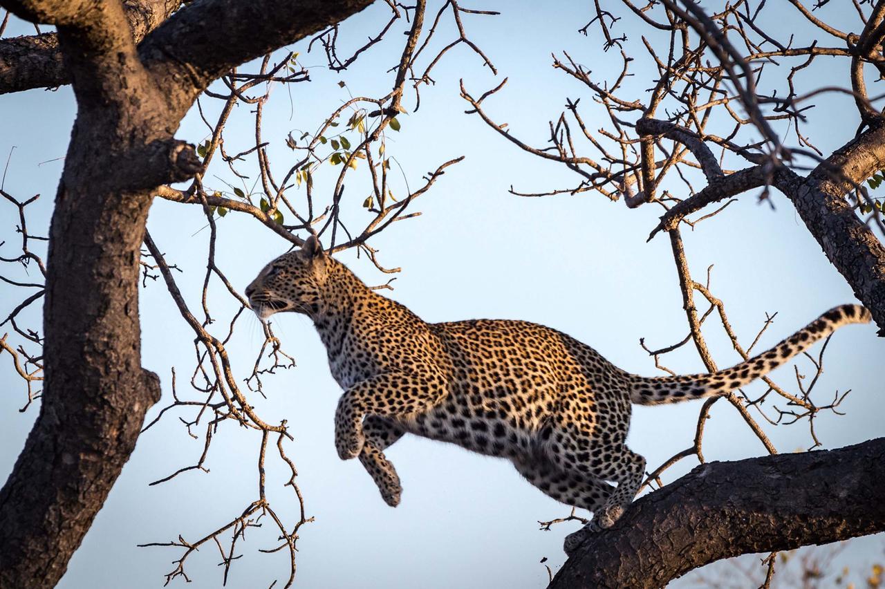 Africa On Foot Villa Klaserie Private Nature Reserve Eksteriør bilde